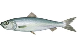 Atlantic herring